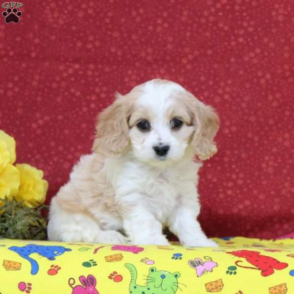 Skylark, Cavachon Puppy